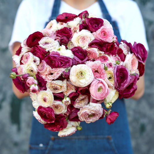 Crushed Berry Mix - Ranunculus Bulbs