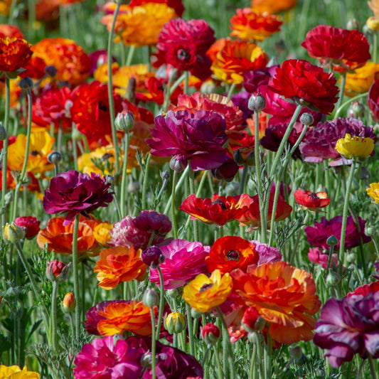 Passion Mix - Ranunculus Bulbs