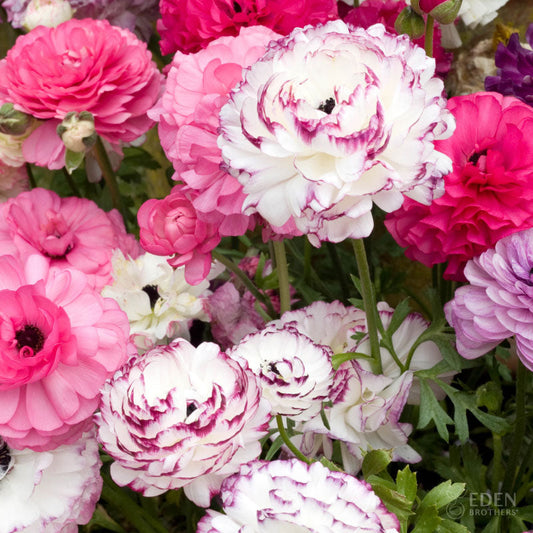 Pink Renaissance Mix - Ranunculus Bulbs