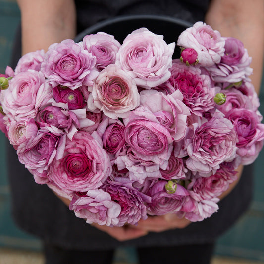 Purple Jean - Ranunculus Bulbs