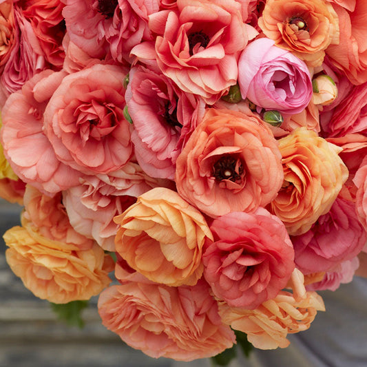 Salmon - Ranunculus Bulbs