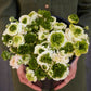 Super Green White - Ranunculus Bulbs