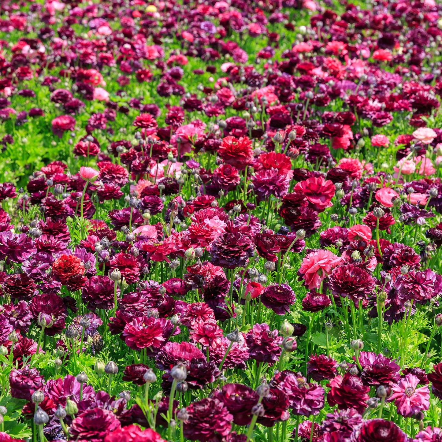 Vineyard Mix - Ranunculus Bulbs