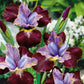 Black Joker - Siberian Iris Bulbs