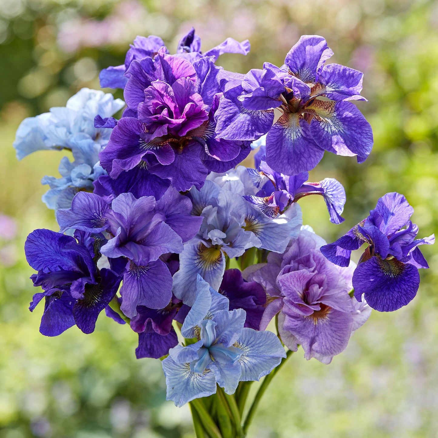 Blue Mix - Siberian Iris Bulbs