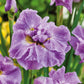Pink Parfait - Siberian Iris Bulbs