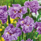 Pink Parfait - Siberian Iris Bulbs