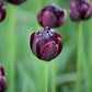 Black Hero - Tulip Bulbs (Double)