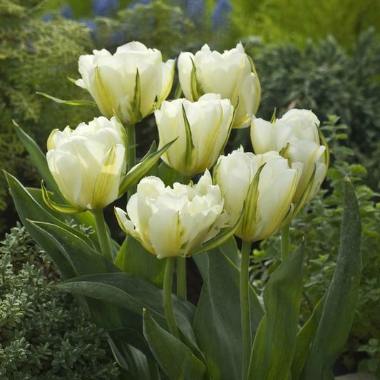 Exotic Emperor - Tulip Bulbs (Fosteriana)