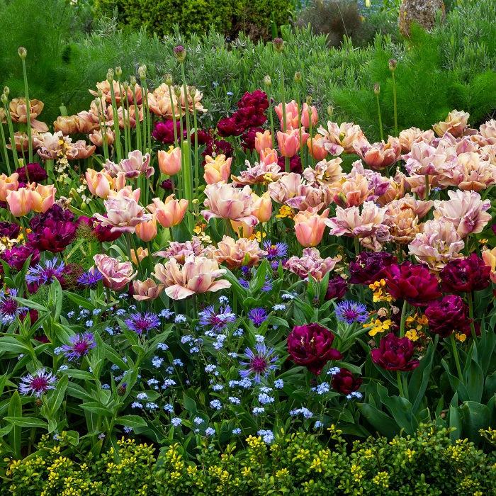 La Belle Epoque Mystery Mix - Tulip Bulbs